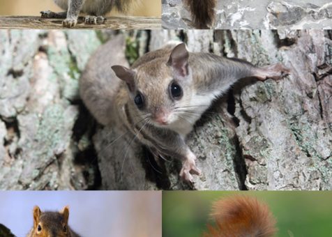5-ohio-squirrels